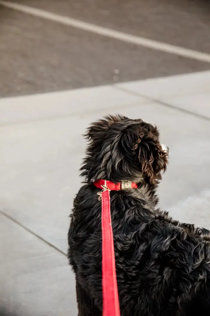 Kentucky Dog Lead Corduroy Red